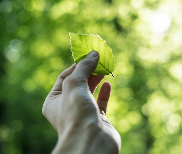 Hand hält ein frisches grünes Blatt vor sonnendurchflutetem Wald – Symbol für Nachhaltigkeit.